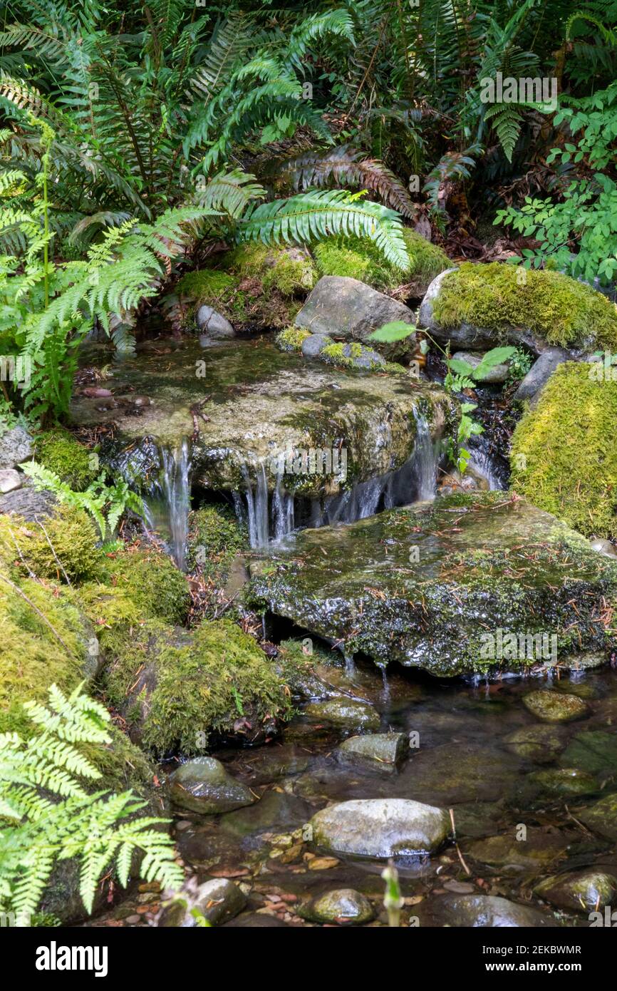 Issaquah, Washington, États-Unis. Cascade en cascade sur des rochers recouverts de mousse dans une partie d'eau dans une cour. Banque D'Images