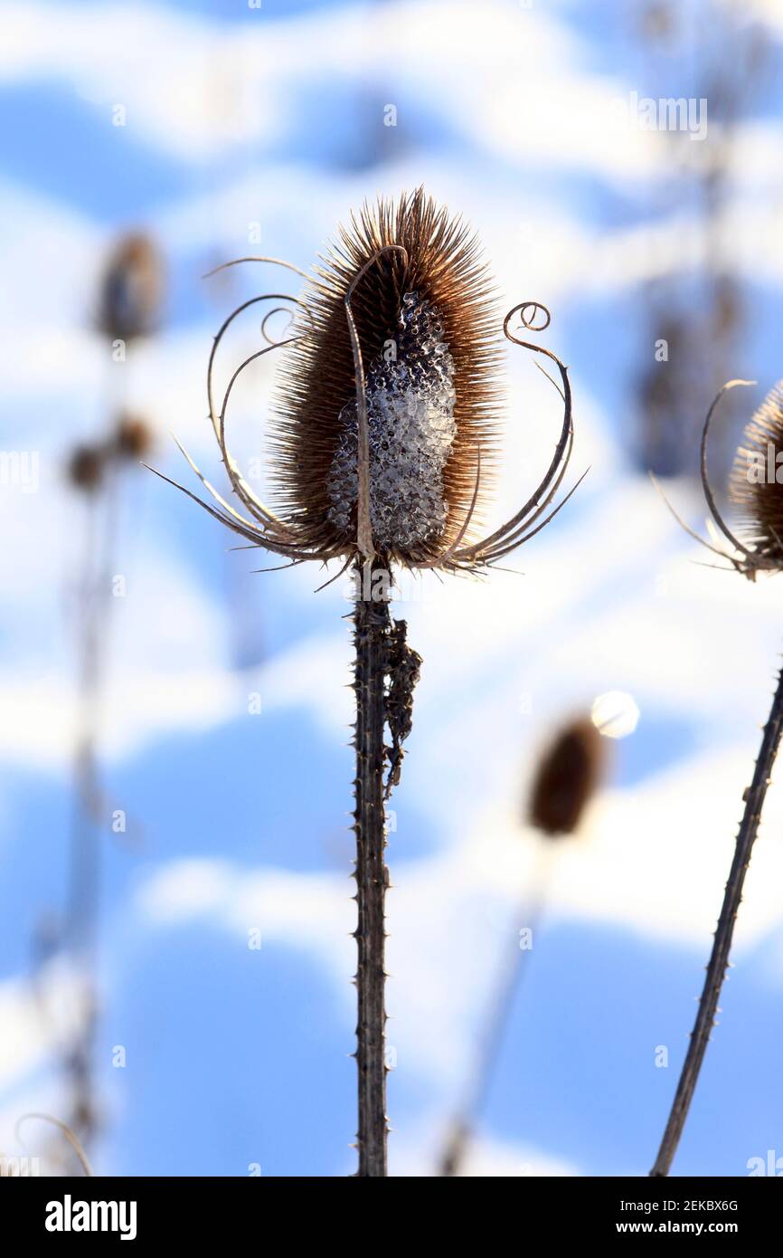 Usine de chardon épineux en hiver Banque D'Images