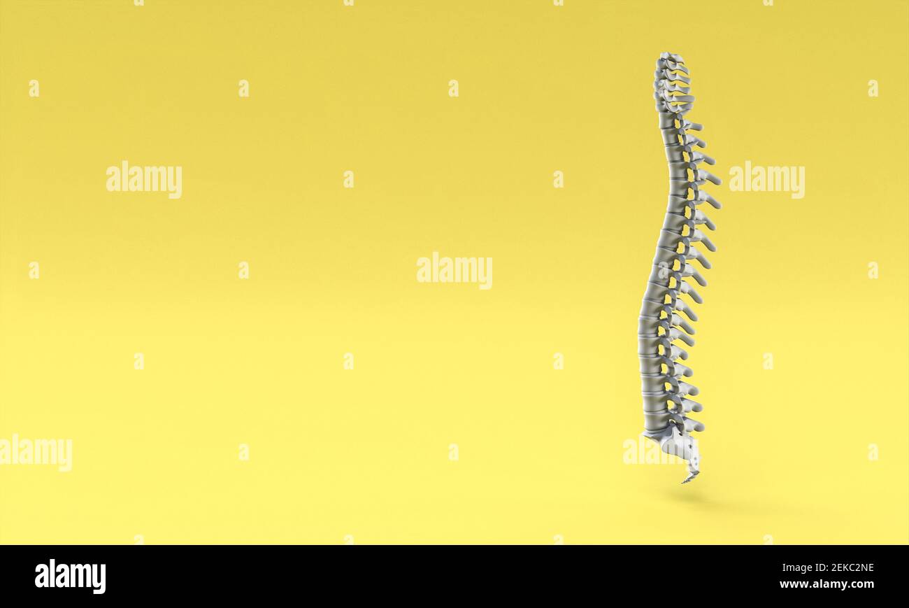 backbone sur fond jaune. rendu 3d. Banque D'Images