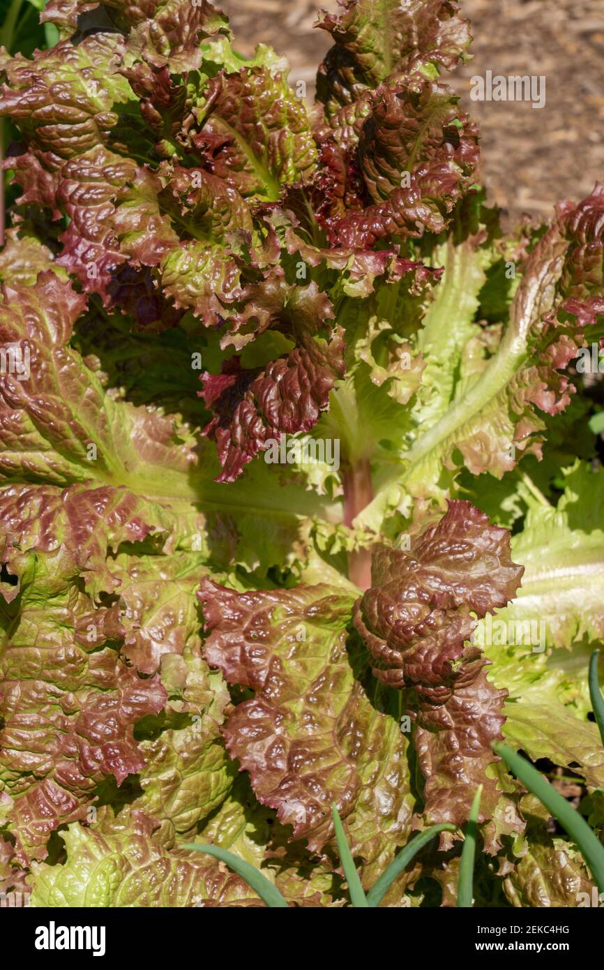 Issaquah, Washington, États-Unis. Laitue intarrée. Banque D'Images