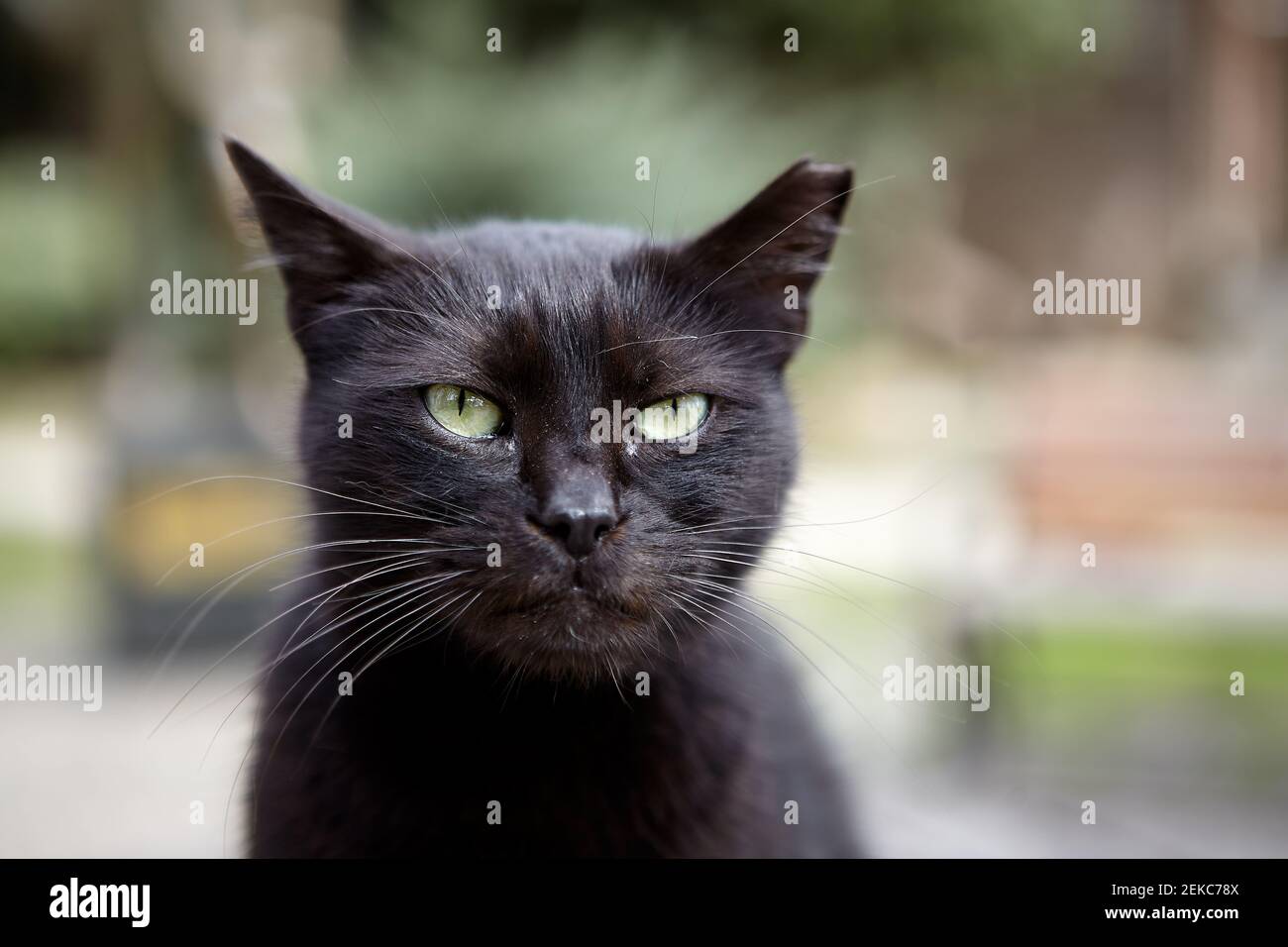 Museau De Chat Noir Mongrel Ery Avec Oreille Dechiree Photo Stock Alamy