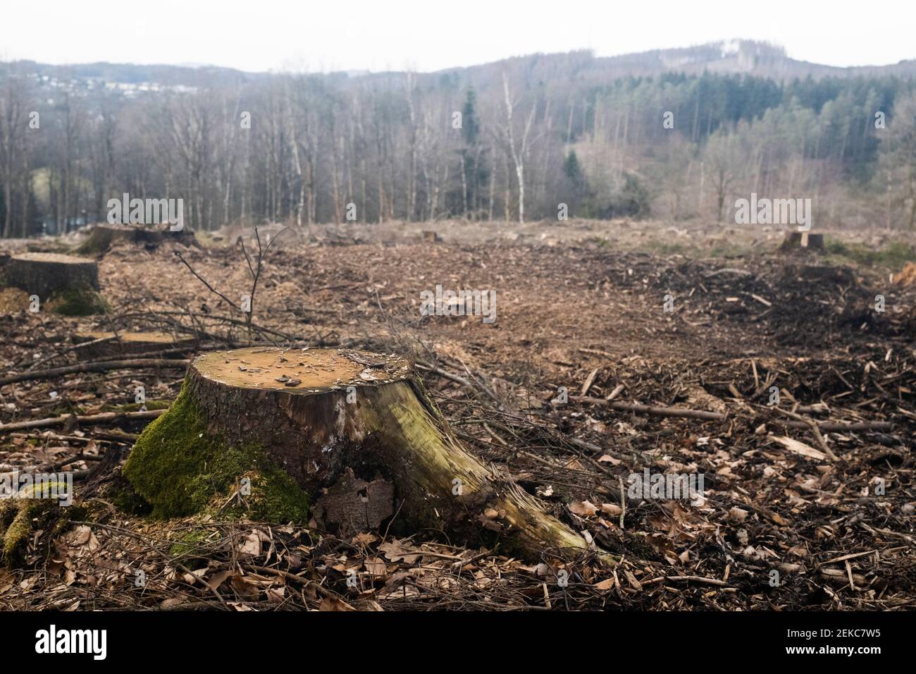 Dépérissement des forêts en Allemagne Banque D'Images
