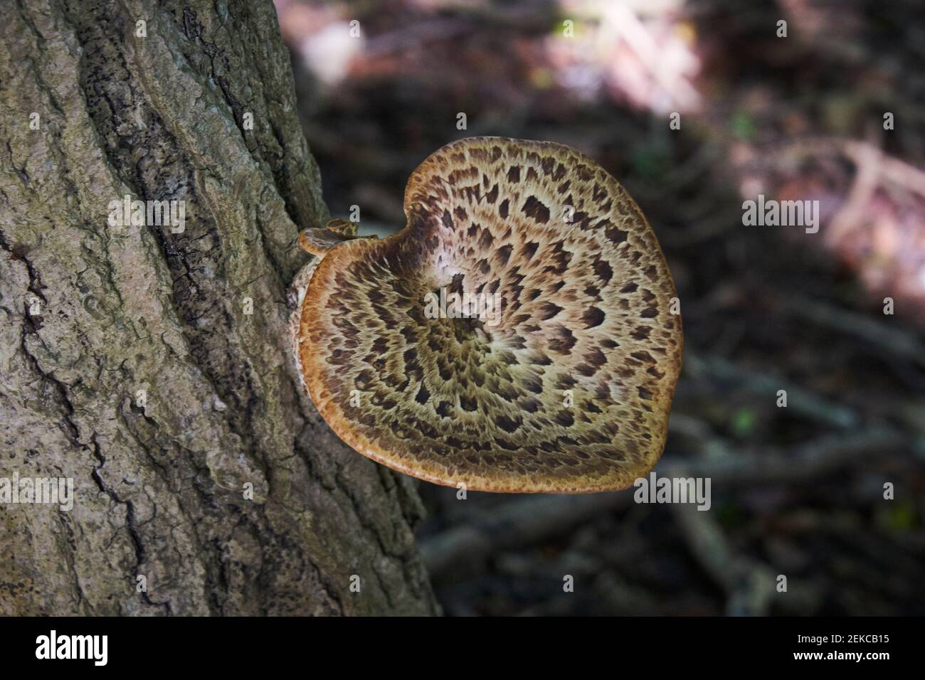 Champignons des arbres, Polyporus Squamosus, également connu sous le nom de Dryad's Saddle, sur un arbre près de Caterham, Surrey, Royaume-Uni Banque D'Images