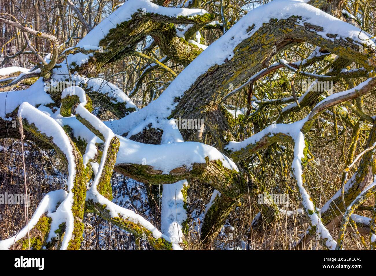 certaines gouttières sont partiellement couvertes de neige en hiver ambiance ensoleillée Banque D'Images