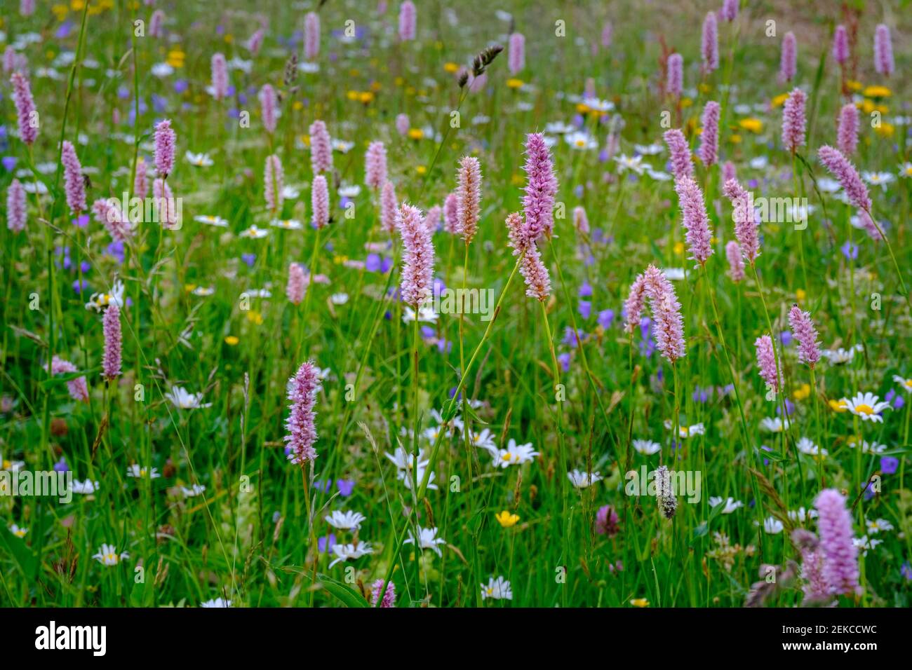 Les Snakeroots (Bistorta officinalis) fleurissent dans les prairies alpines Banque D'Images