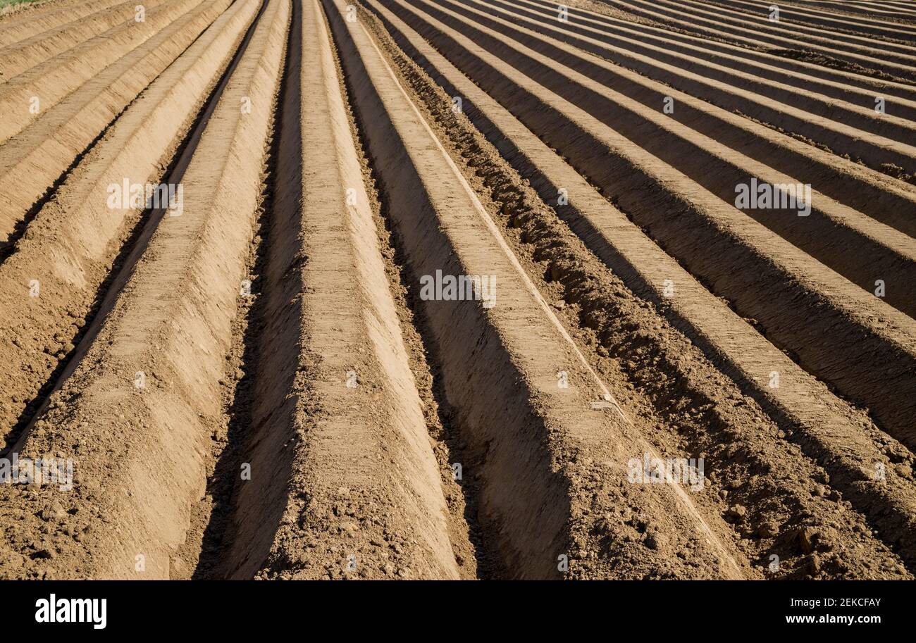 Champ d'asperges brunes Banque D'Images