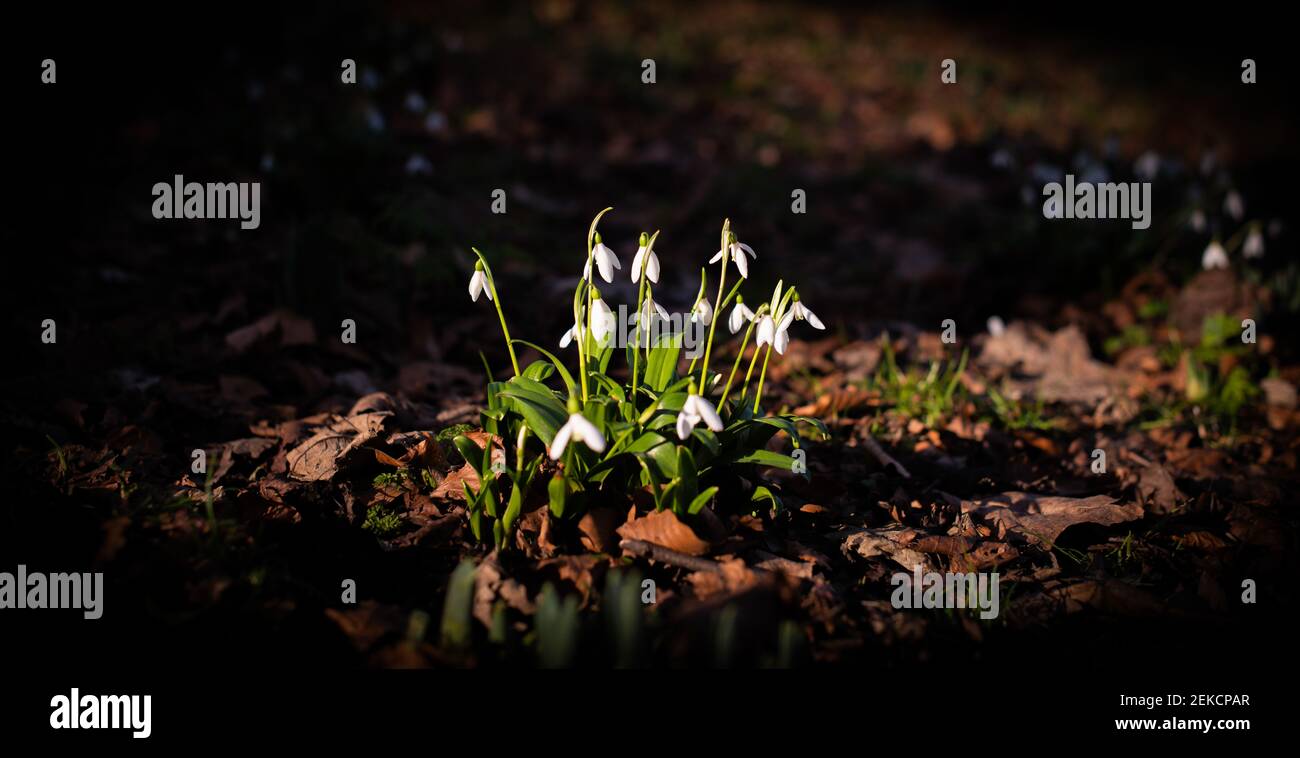 Chutes de neige printanières se brisant dans London Road Park, Édimbourg, février 2021 Banque D'Images
