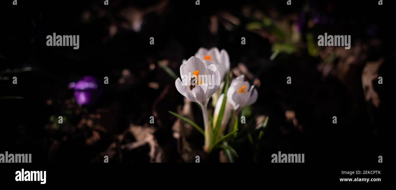 Signes du printemps avec des abeilles pollinisant un crocus dans London Road Park, Édimbourg, février 2021 Banque D'Images