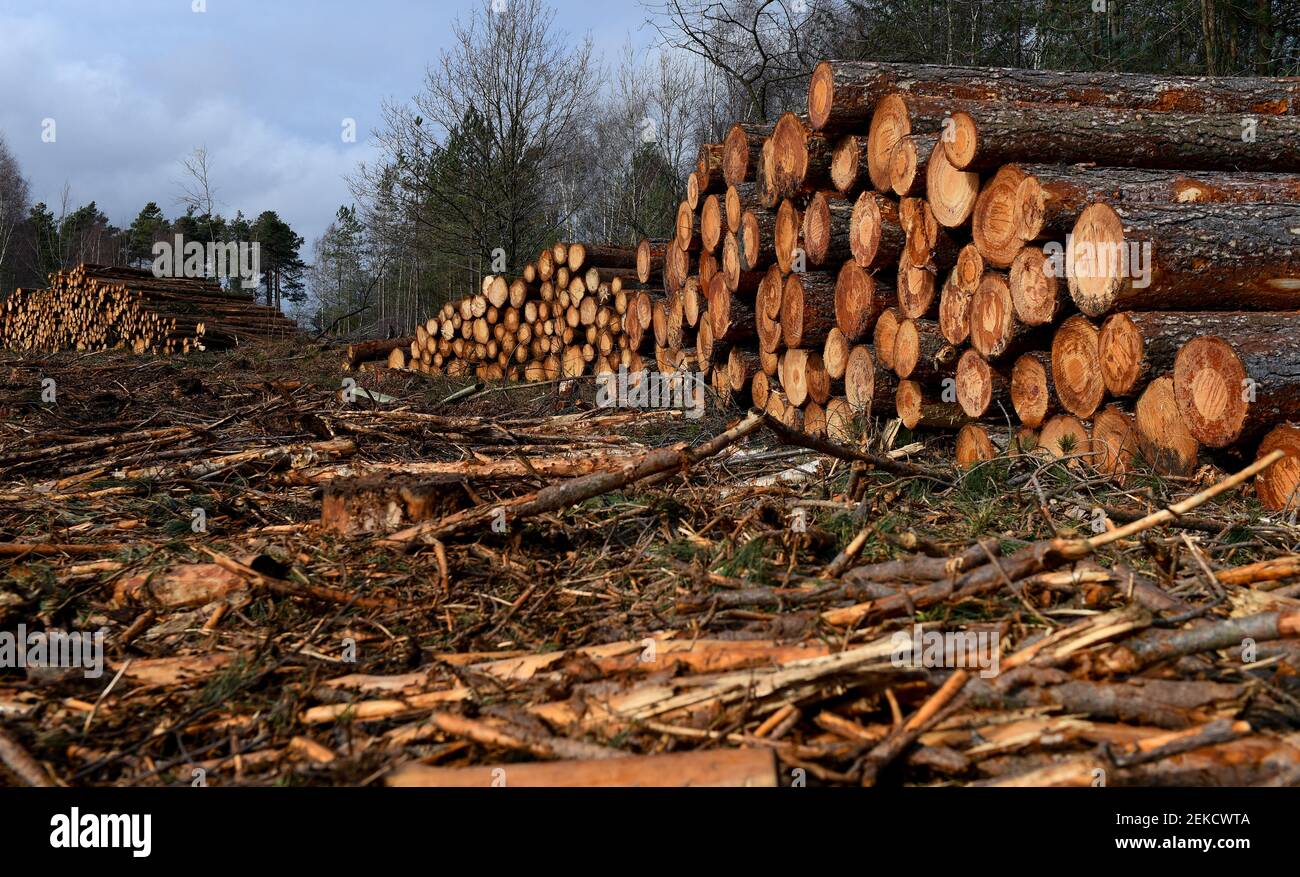 Dégagement forestier des conifères pour restaurer la zone dans la forêt indigène et l'environnement de la lande dans le New Forest Hampshire Angleterre. Partie de l'ensemble d'images. Banque D'Images