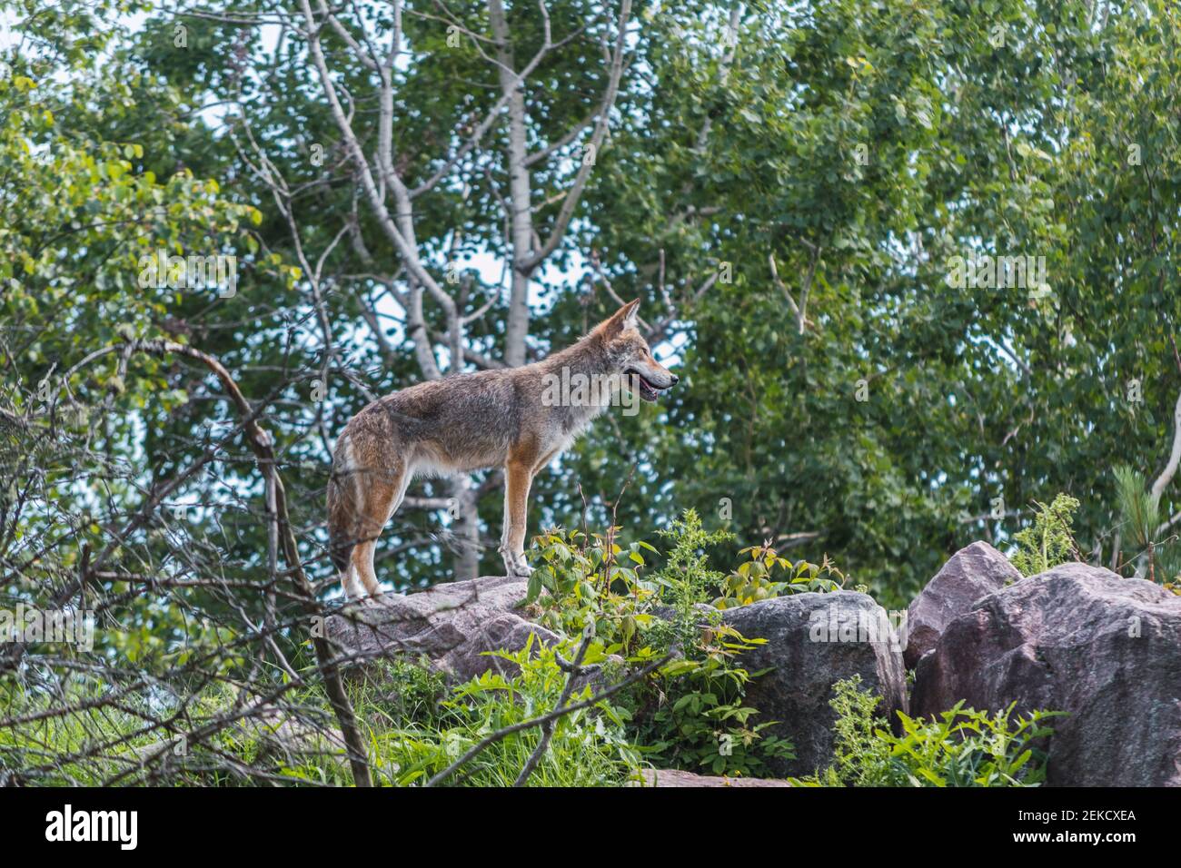 loup sauvage solitaire dans une forêt Banque D'Images