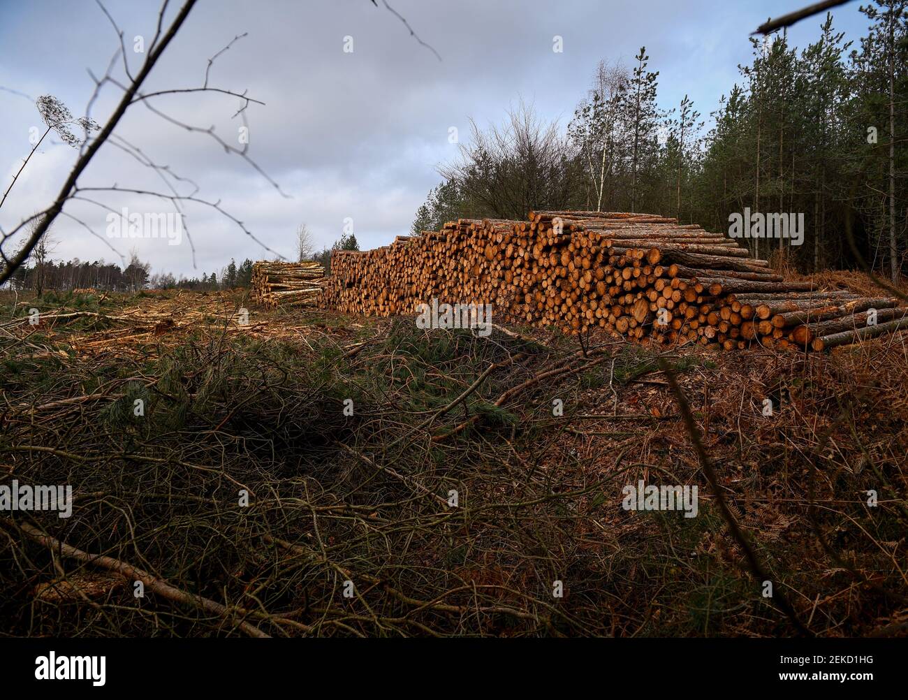 Dégagement forestier des conifères pour restaurer la zone dans la forêt indigène et l'environnement de la lande dans le New Forest Hampshire Angleterre. Partie de l'ensemble d'images. Banque D'Images