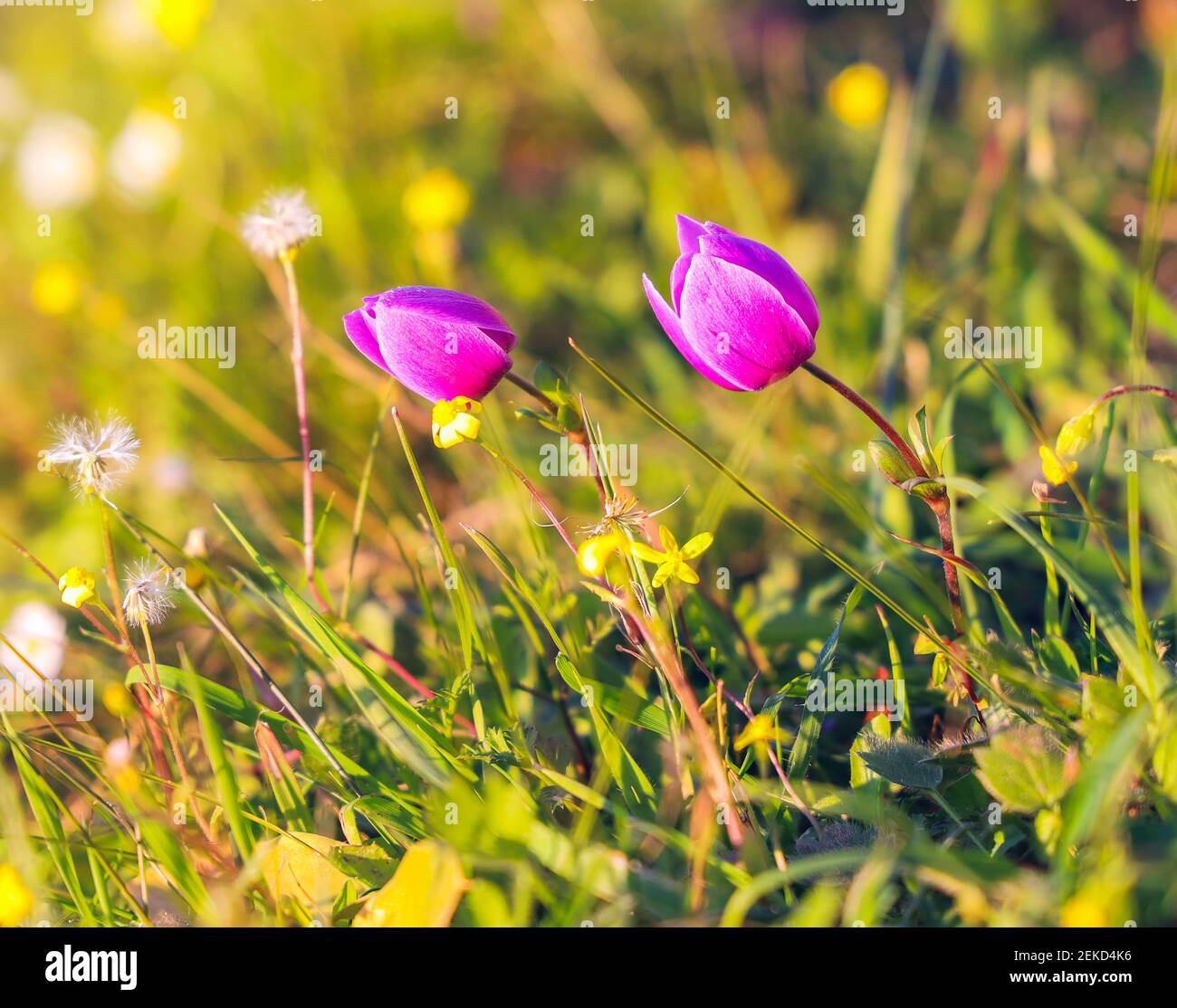 Plantes à fleurs anemone coronaria, marigold espagnol ou fleur à vent, originaire de la Méditerranée dans un champ sur fond vert, Copy Space. Banque D'Images