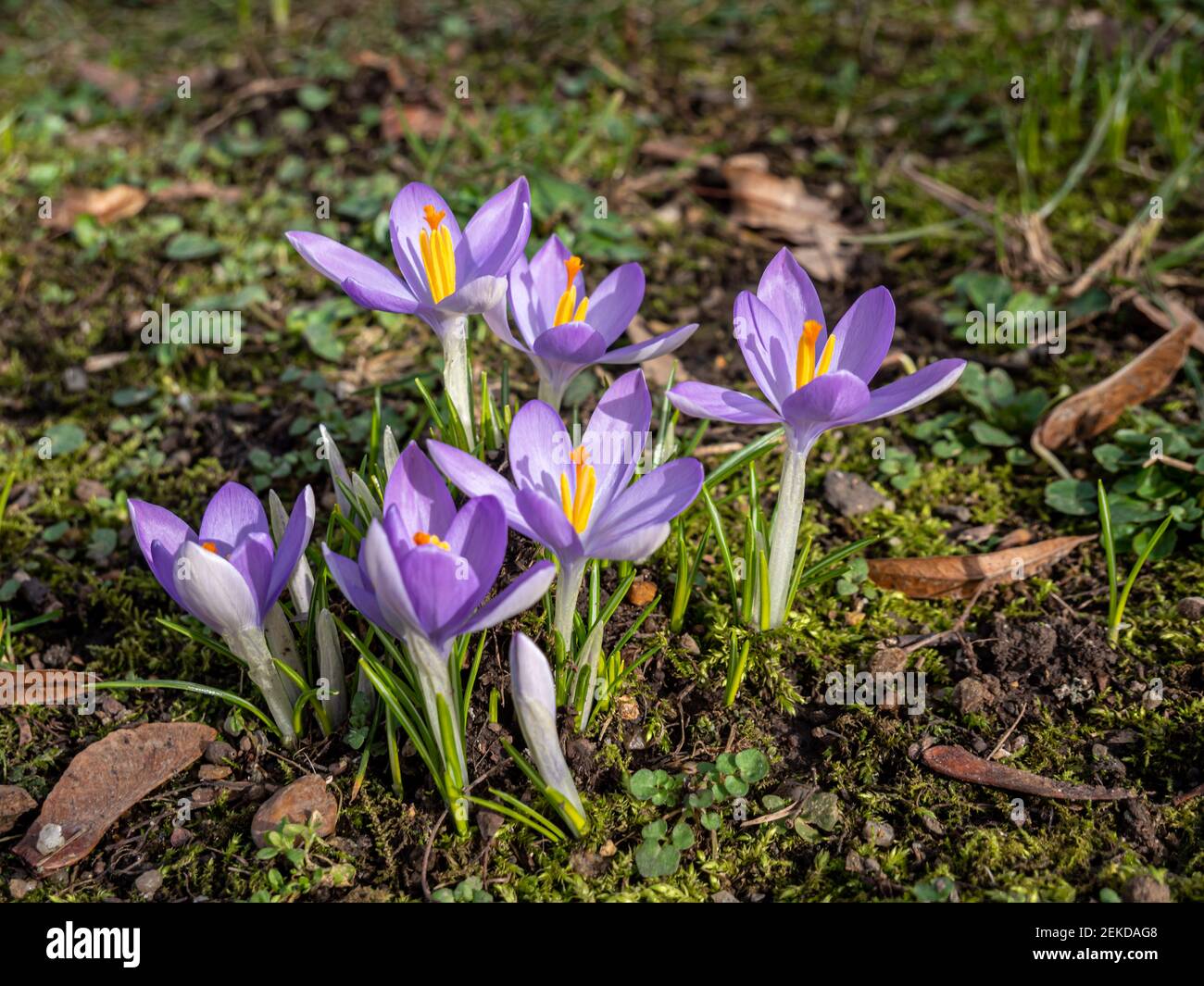 Crocus fleurit dans le parc au printemps Banque D'Images