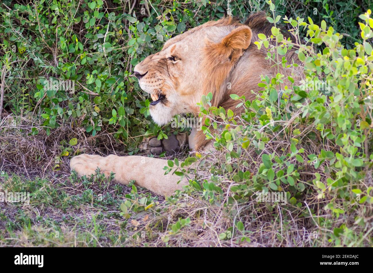 Gros plan d'une tête de lion en faisant un visage dedans Parc Amboseli au Kenya Banque D'Images Gros plan d'une tête de lion en faisant un visage dedans Parc Amboseli au Kenya Banque D'Images