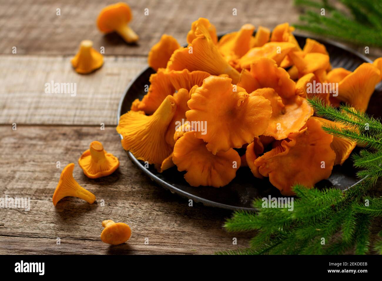Chanterelles de champignons dans un bol rétro en fer et mousse de forêt sur un vieux fond en bois. Maquette. Vue de dessus. Banque D'Images