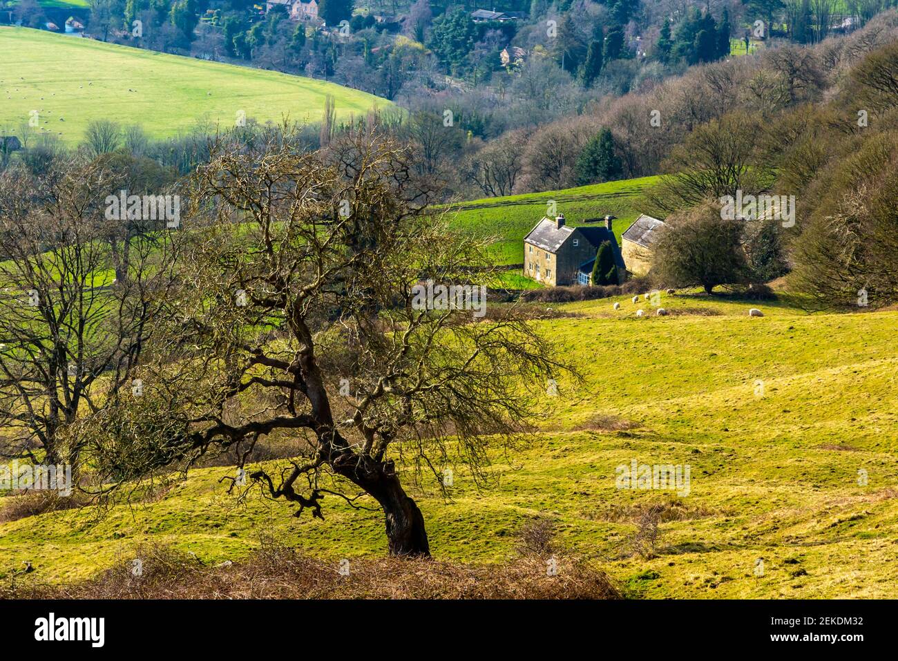 Paysage rural avec maison et arbres au début du printemps près Lea dans le Derbyshire Dales partie du Peak District Angleterre Royaume-Uni Banque D'Images