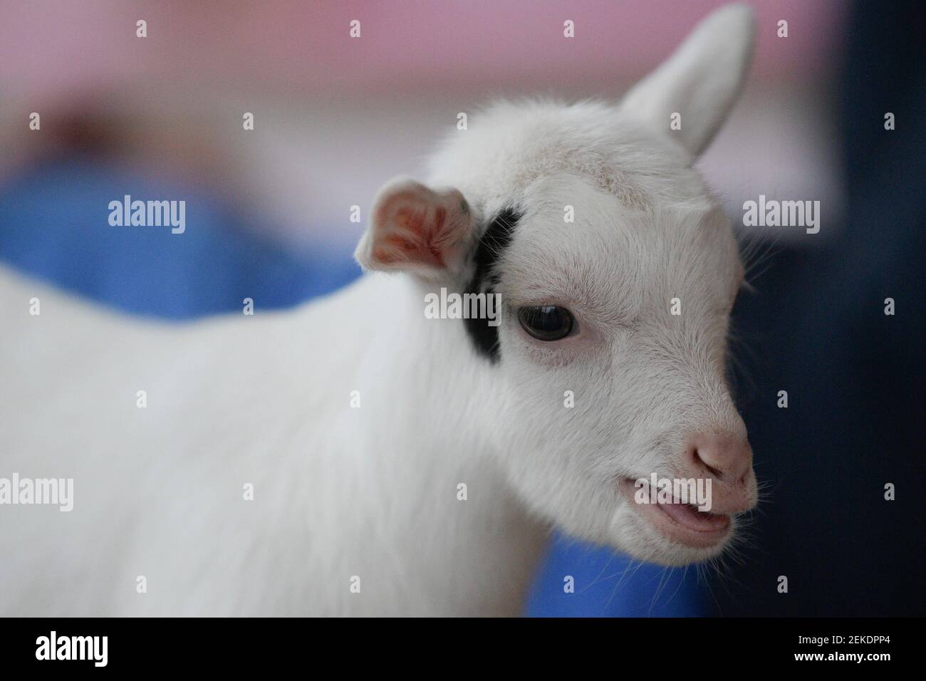 Un Bebe Chevre Pendant Un Cours De Yoga De Chevre Au Musee Des Appalaches A Norris Tennessee Le Samedi 15 Aout Le Cours A Lieu Le Samedi Par L Instructeur Yoga865 Emily Un Bebe Chevre Pendant Un Cours De Yoga De Chevre Au Musee Des Appalaches A Norris Tennessee Le Samedi 15 Aout Le Cours A Lieu Le Samedi Par L Instructeur Yoga865 Emily