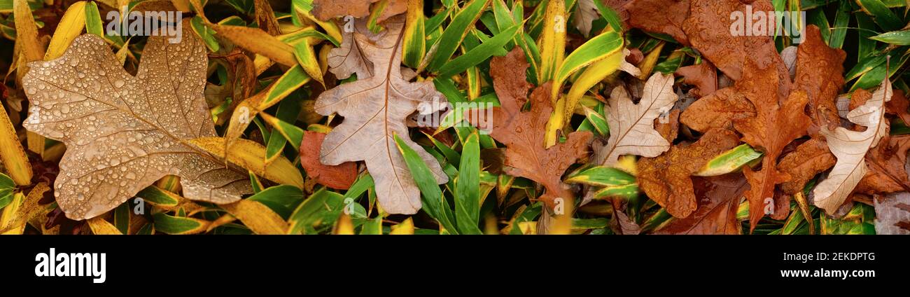 Gros plan de feuilles humides, Seattle, Washington, États-Unis Banque D'Images