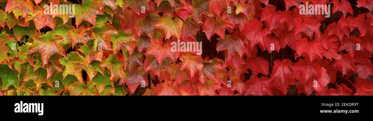 Gros plan de feuilles humides, Seattle, Washington, États-Unis Banque D'Images