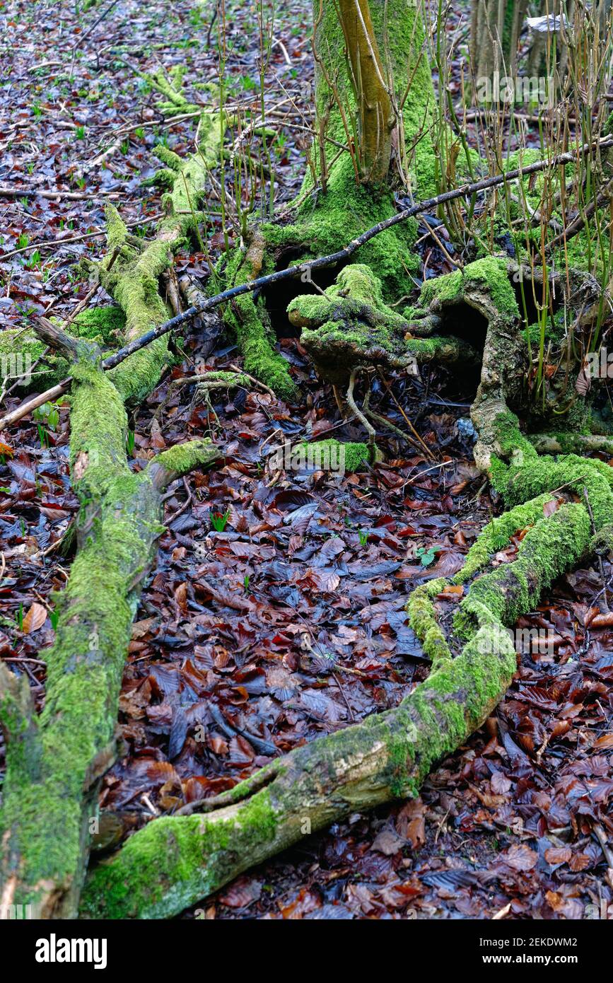Formes irrégulières formées par les branches tombées d'un arbre couvert en mousse verte sur un plancher de forêt couvert dans l'ancien feuilles pourries Banque D'Images