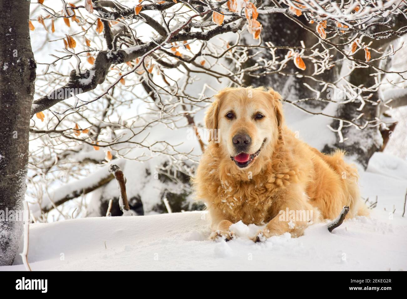Portrait du chien âgé de dix ans Golden Retriever, allongé sur un sol enneigé. Meilleur ami pour jamais. Banque D'Images