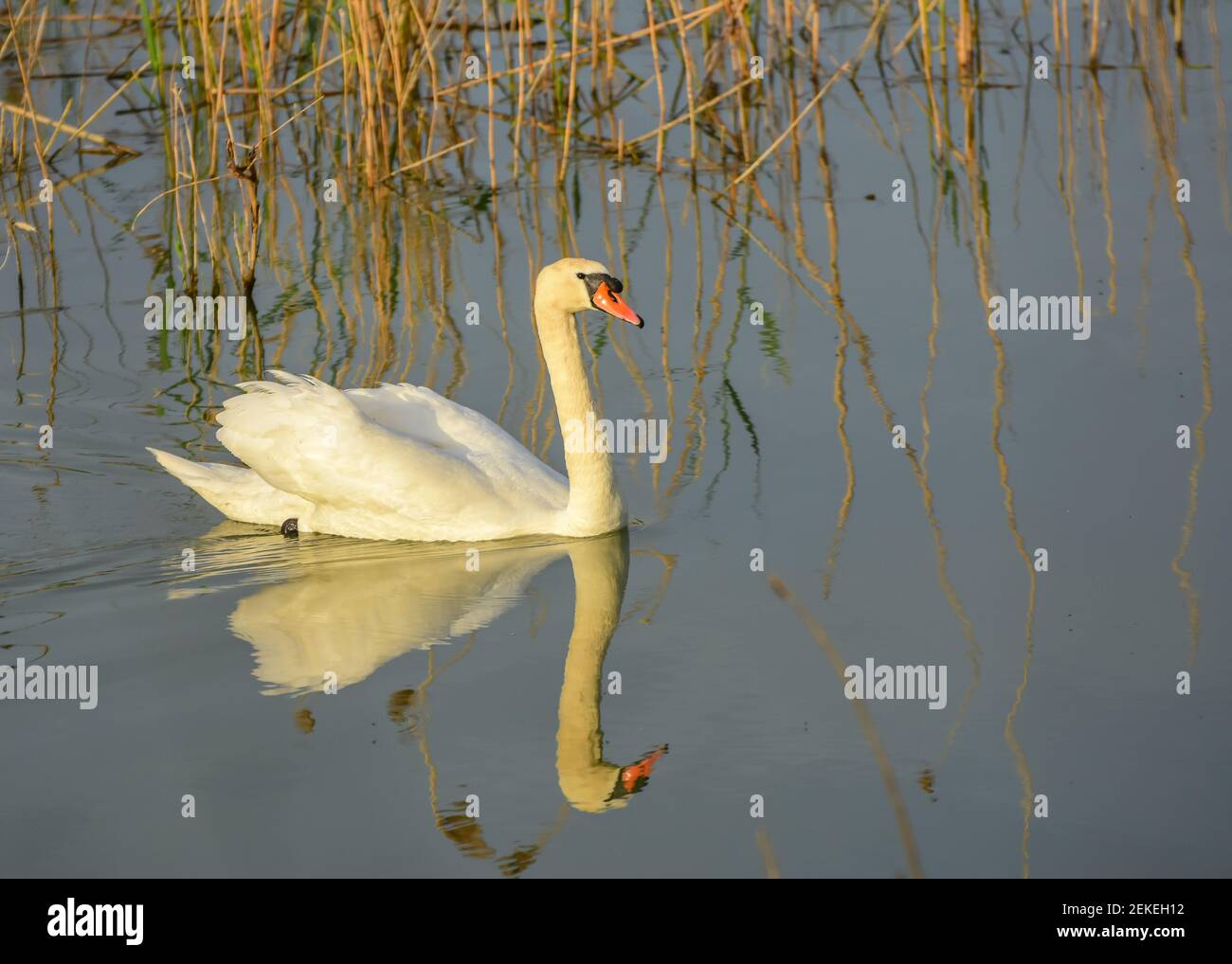 Cygne blanc sur la surface de l'eau Banque D'Images