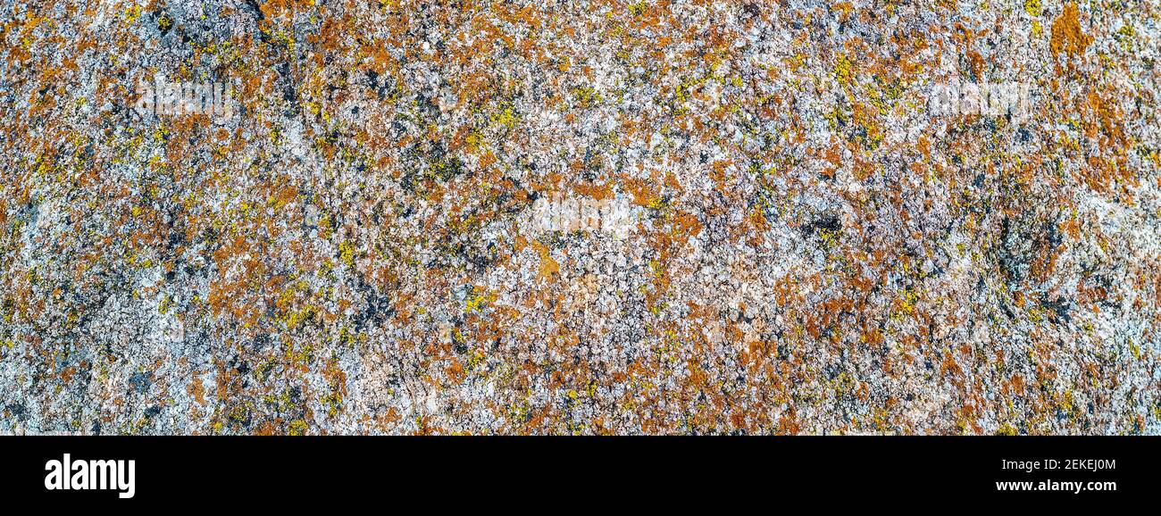 Lichen coloré sur le rocher, Alabama Hills, Inyo County, Californie, États-Unis Banque D'Images
