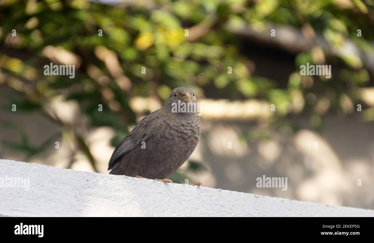 Babbler à bec jaune (Argya affinis taprobanus) au Sri Lanka, en hiver Banque D'Images