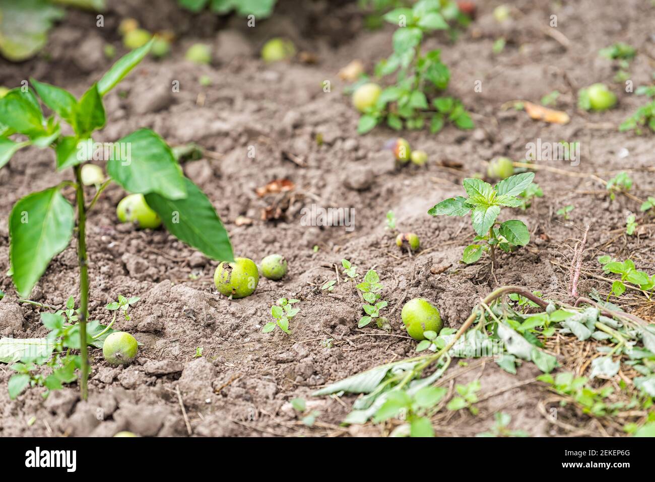 Gros plan du sol et de la petite tomate verte ou de l'aubergine culture dans la terre du jardin avec des pommes vertes déchue de fruits verger Banque D'Images