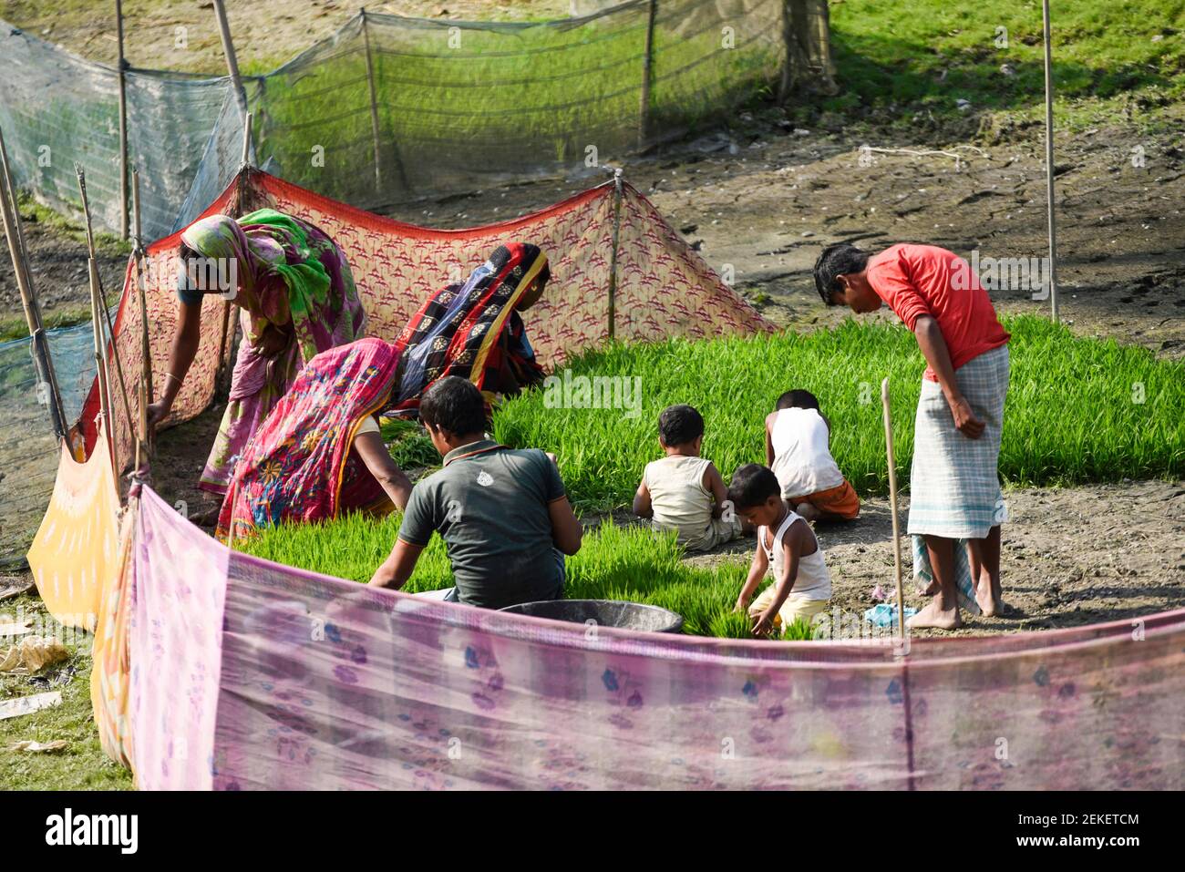 22 février 2021, Barpeta, Assam, Inde: Une famille d'agriculteurs organisant des semis de riz pour planter dans un champ de paddy le 22 février 2021 à Barpeta, Inde. Le paddy est habituellement cultivé en condition semi-aquatique, comme les graines ne peuvent pas germer dans l'état de l'eau ils sont d'abord plantés dans une pépinière. (Image de crédit : © David Talukdar/ZUMA Wire) Banque D'Images