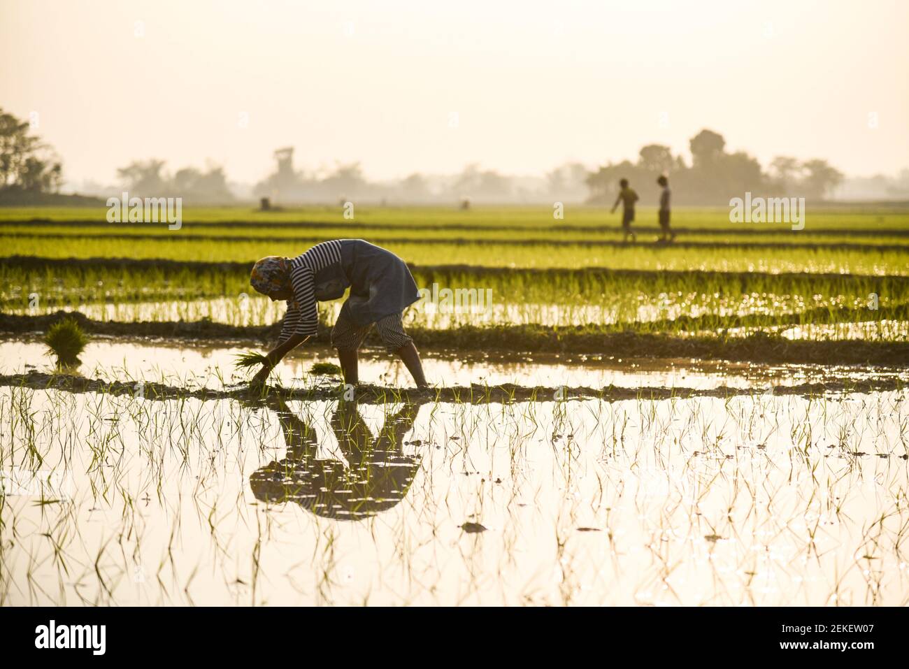 Barpeta, Assam, Inde. 22 février 2021. Agriculteur plantant du riz dans un champ de paddy le 22 février 2021 à Barpeta, en Inde. Crédit : David Talukdar/ZUMA Wire/Alay Live News Banque D'Images