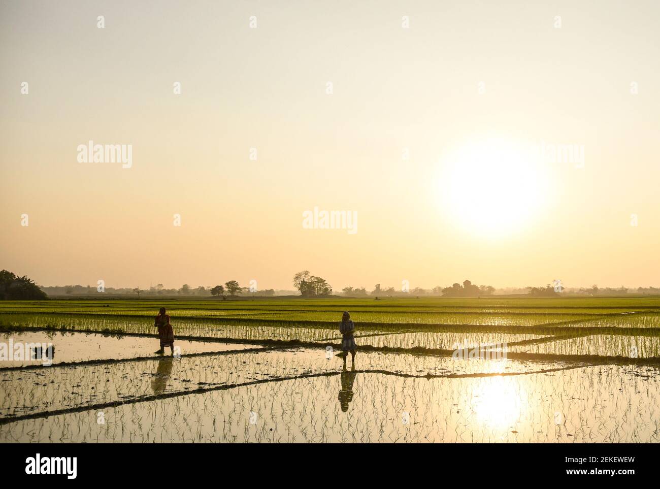 Barpeta, Assam, Inde. 22 février 2021. Agriculteur plantant du riz dans un champ de paddy le 22 février 2021 à Barpeta, en Inde. Crédit : David Talukdar/ZUMA Wire/Alay Live News Banque D'Images