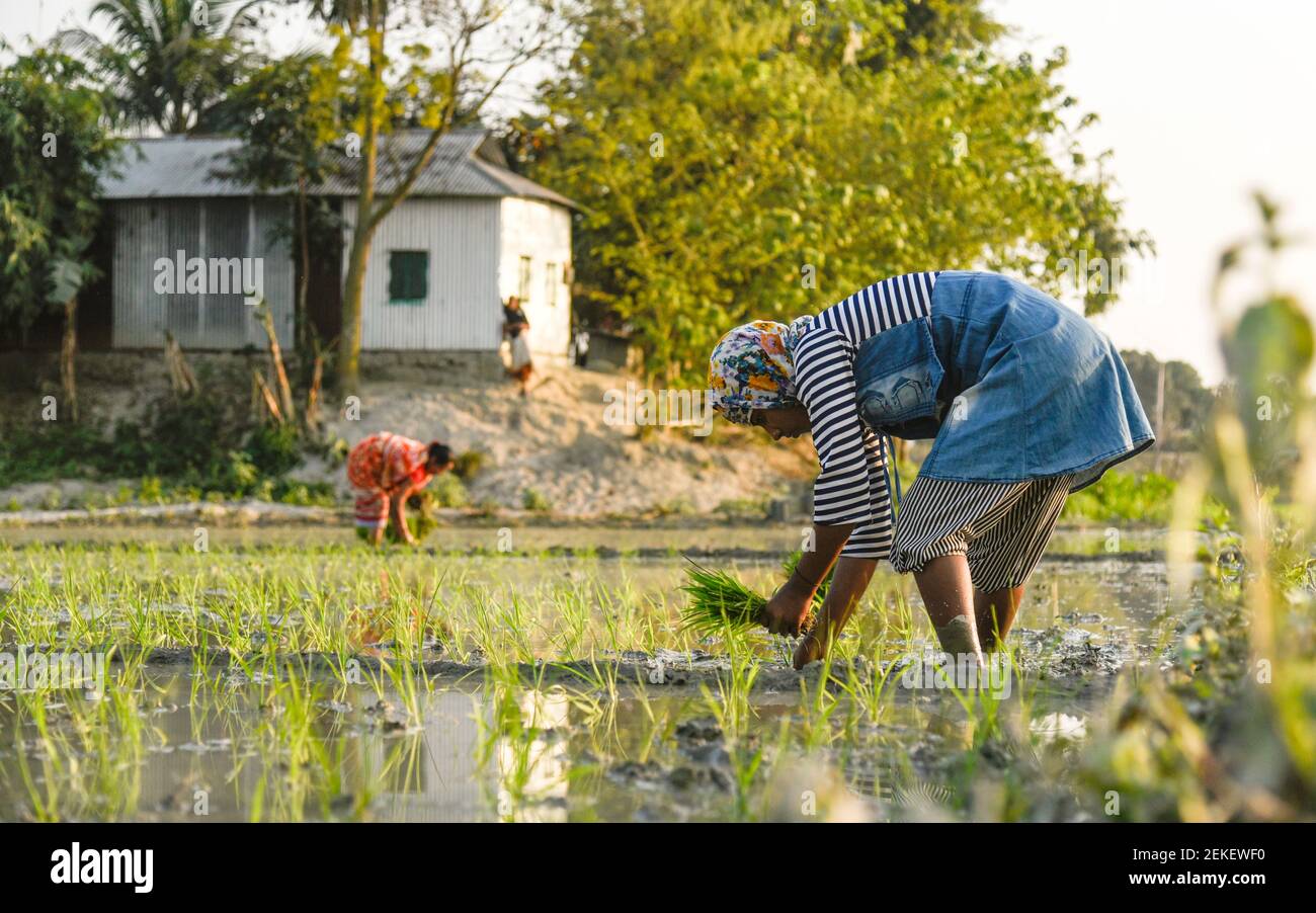 Barpeta, Assam, Inde. 22 février 2021. Agriculteur plantant du riz dans un champ de paddy le 22 février 2021 à Barpeta, en Inde. Crédit : David Talukdar/ZUMA Wire/Alay Live News Banque D'Images