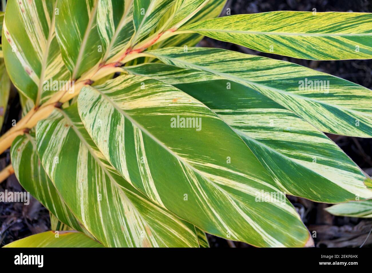 Plantes tropicales de Ginger à carapace variable de couleur blanche et verte feuilles Banque D'Images