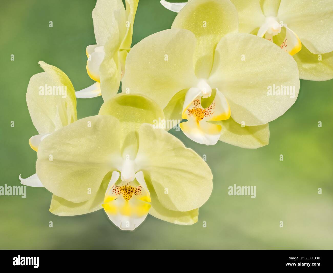 Gros plan d'orchidées jaunes Banque D'Images