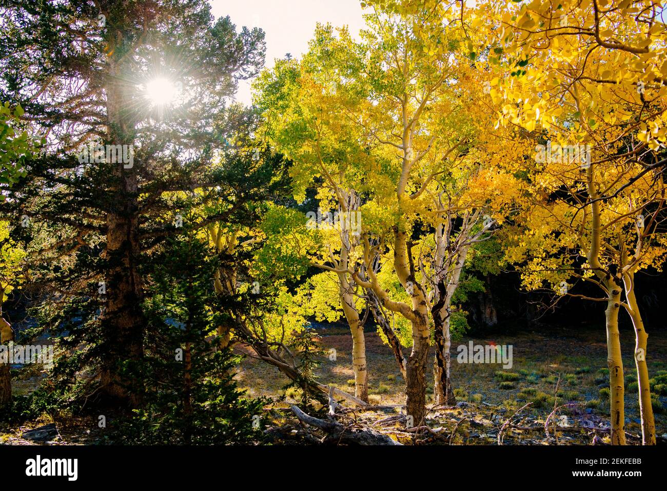 Forêt d'automne au coucher du soleil, parc national de Great Basin, Nevada, États-Unis Banque D'Images