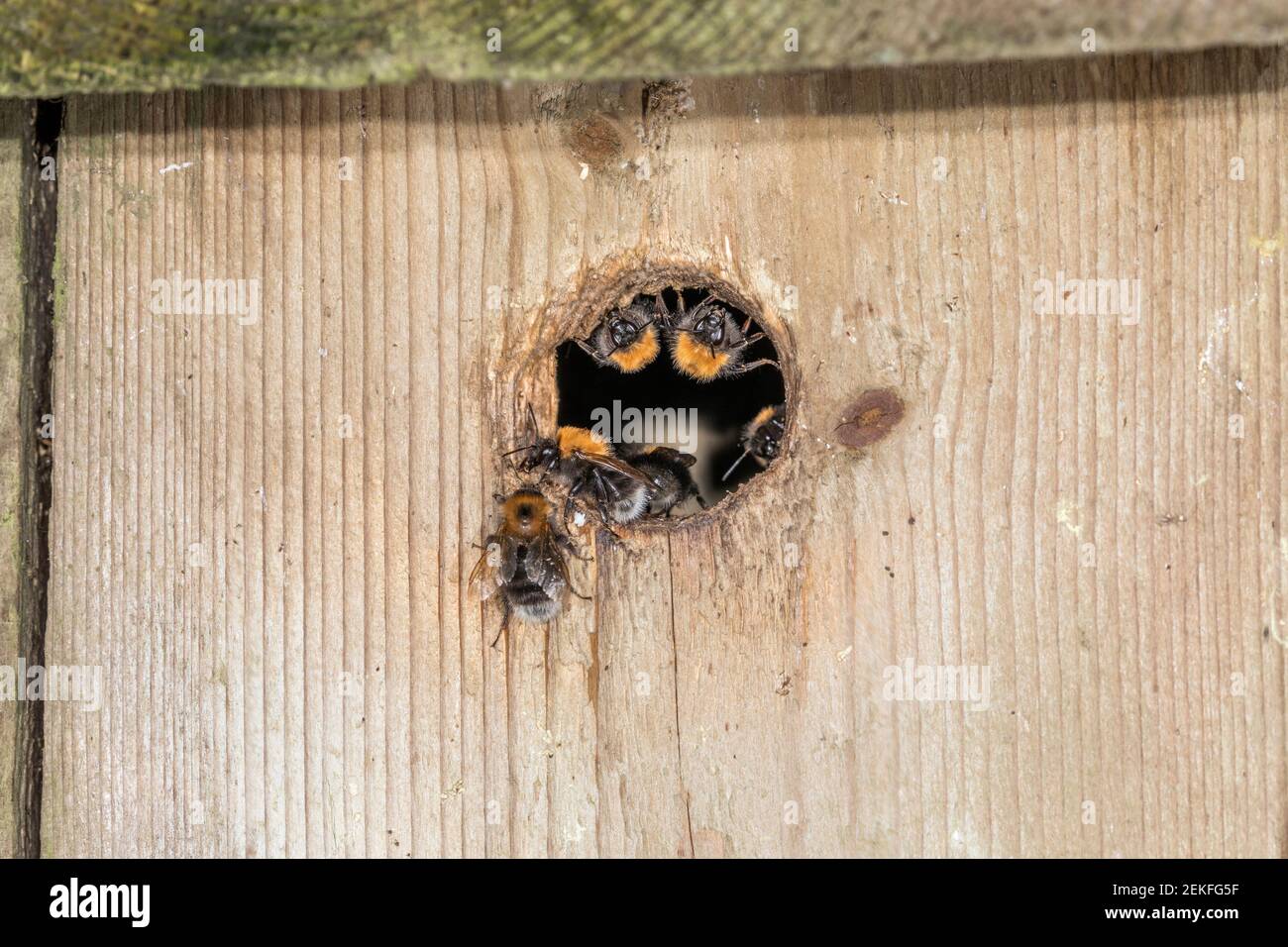 Arbre Bumblebee ; Bombus hypnorum ; Nest Entrance ; Royaume-Uni Banque D'Images