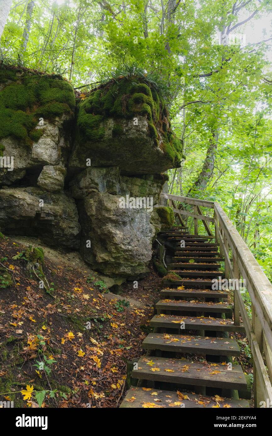 Monter des escaliers en bois dans la forêt avec des rochers exposés Banque D'Images