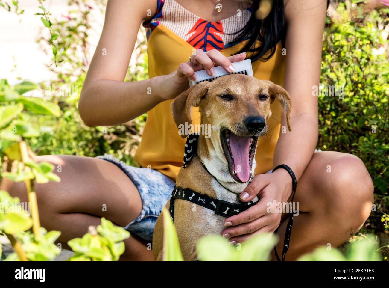 Fille latine dans un jardin cubain brossant son chien d'animal de compagnie, le chien bâille avec plaisir Banque D'Images