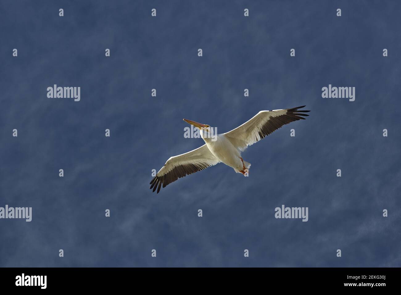 Arrière-plan avec grand espace de copie dans le ciel et le pélican blanc, ailes rétroéclairées, par photographie horizontale Banque D'Images