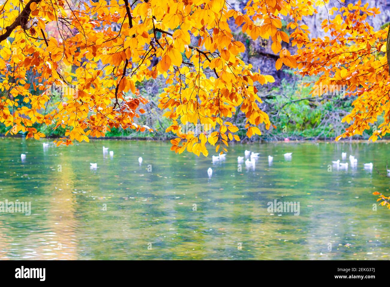 Lac au centre du Parc des Buttes Chaumont à Paris. Scène est photographiée en automne avec des feuilles jaunes et orange mises en évidence par le soleil de novembre Banque D'Images