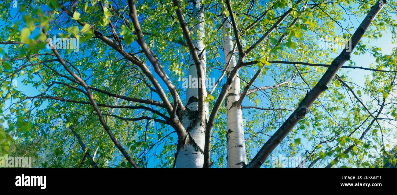 Vue à angle bas du bouleau, Punkaharju, Finlande Banque D'Images