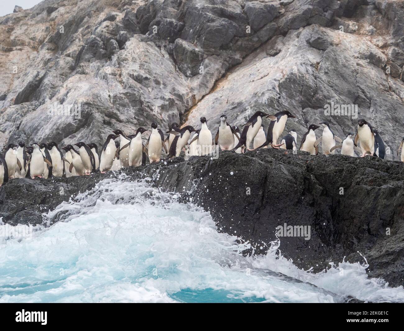 Pingouins d'Adelie (Pygoscelis adeliae) et pingouins de collier (Pygoscelis antarcticus), île de Gourdin, Antarctique Banque D'Images