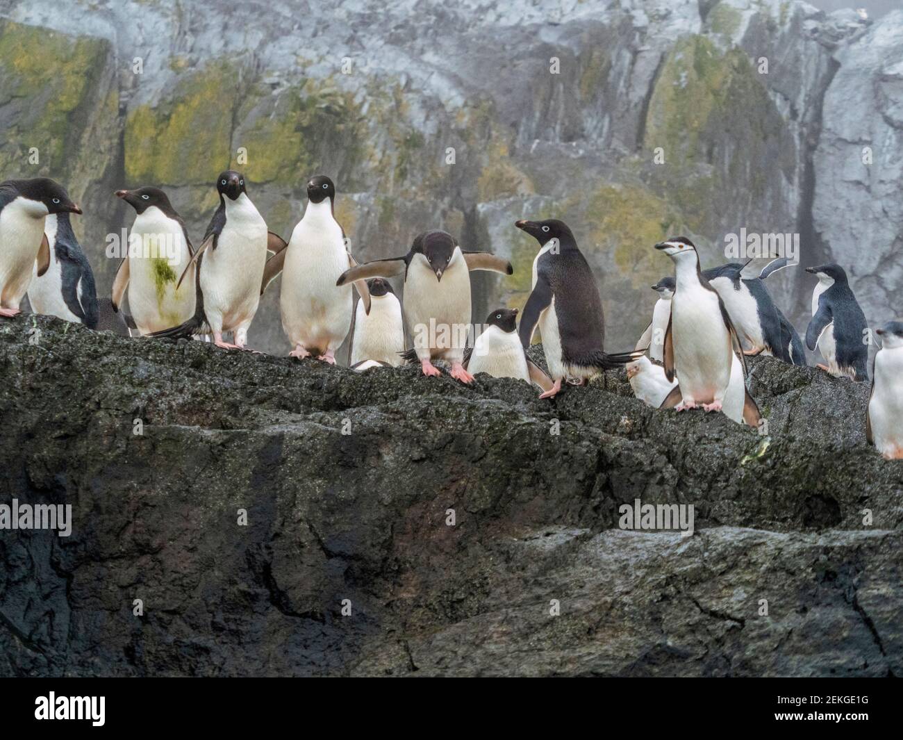 Pingouins d'Adelie (Pygoscelis adeliae) et pingouins de collier (Pygoscelis antarcticus), île de Gourdin, Antarctique Banque D'Images