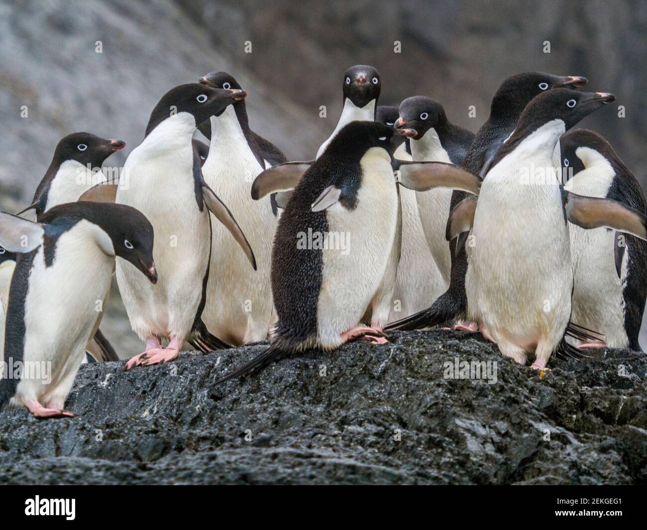 Adelie Penguins (Pygoscelis adeliae), île de Gourdin, Antarctique Banque D'Images