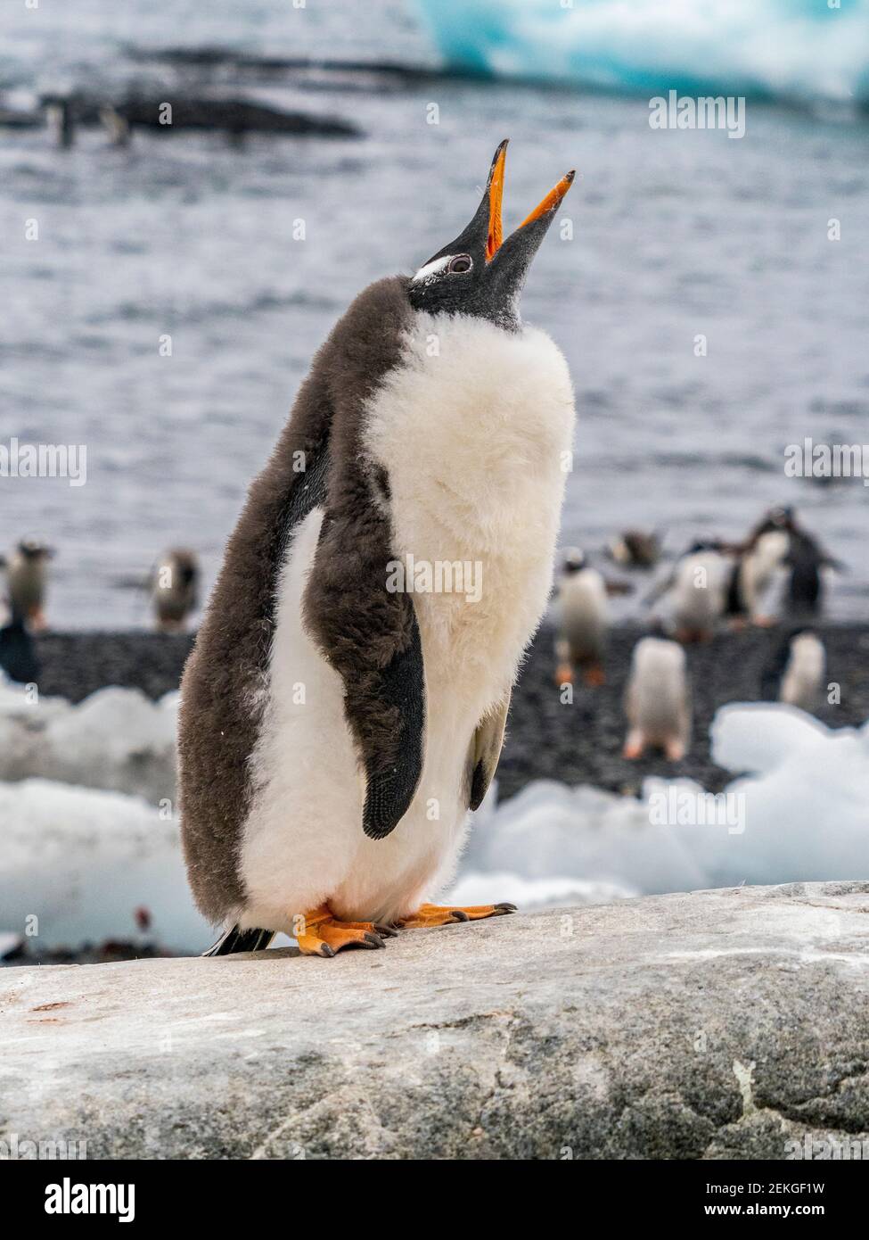 Jeune manchot gentoo (Pygoscelis papouasie) appelant, Brown Bluff, Antarctique Banque D'Images