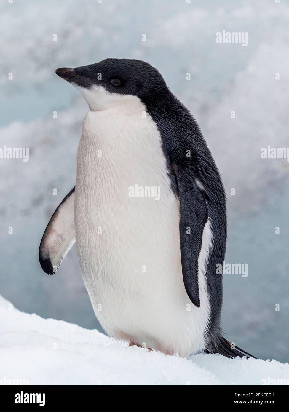 Pingouin d'Adelie (Pygoscelis adeliae), Bluff brun, Antarctique Banque D'Images