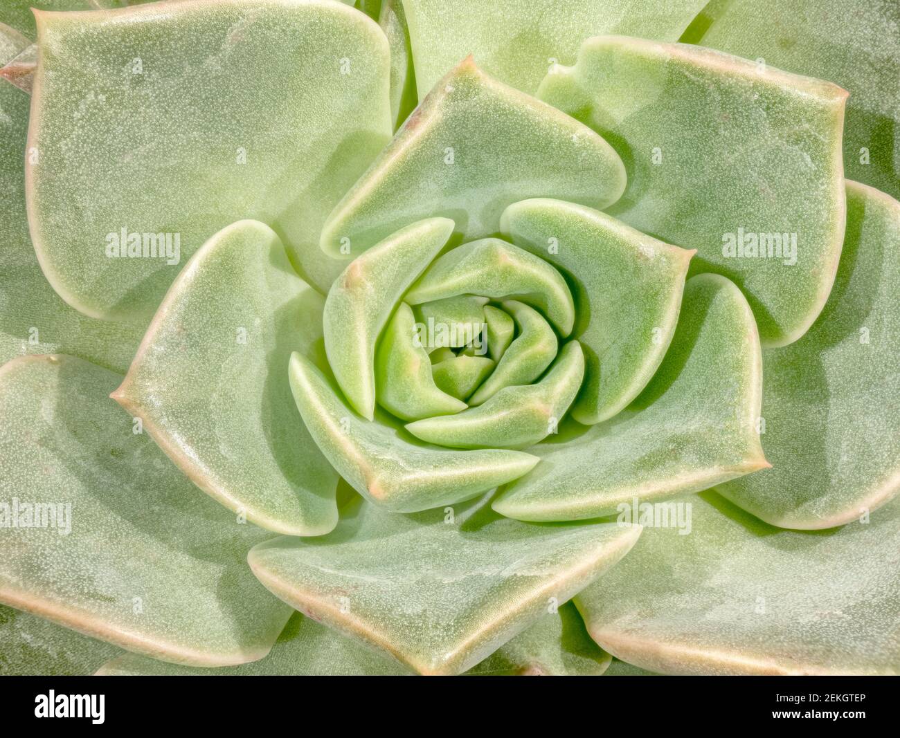 Gros plan d'une plante verte succulente Banque D'Images