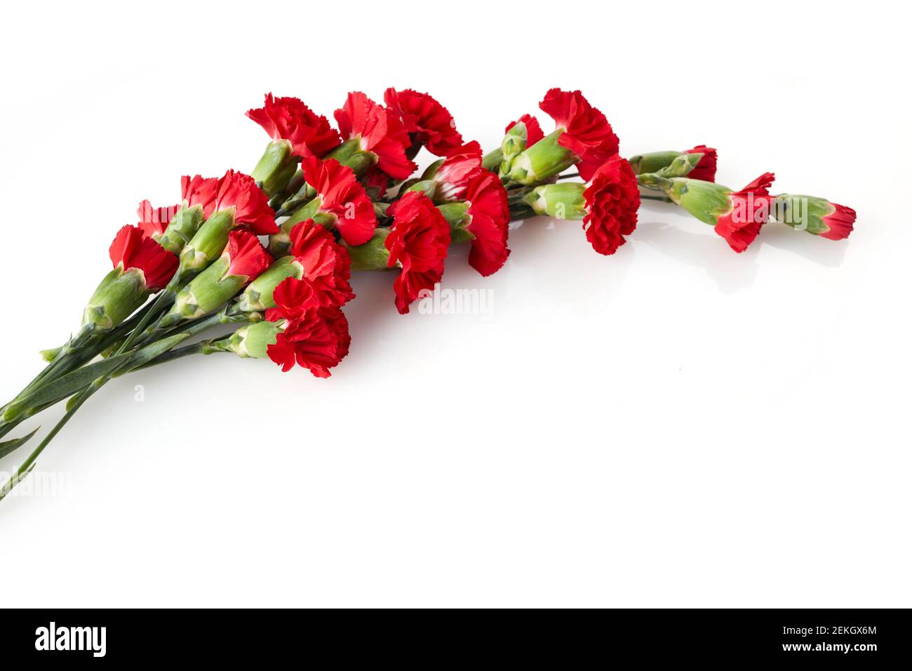 Belles fleurs de carnation rouge isolées sur fond blanc Banque D'Images