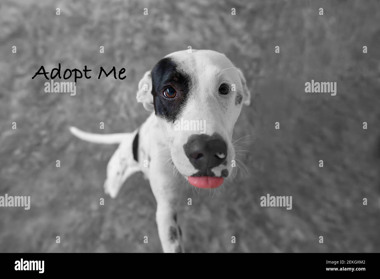 Un beau chien triste est de demander à quelqu'un d'adopter Lui Banque D'Images